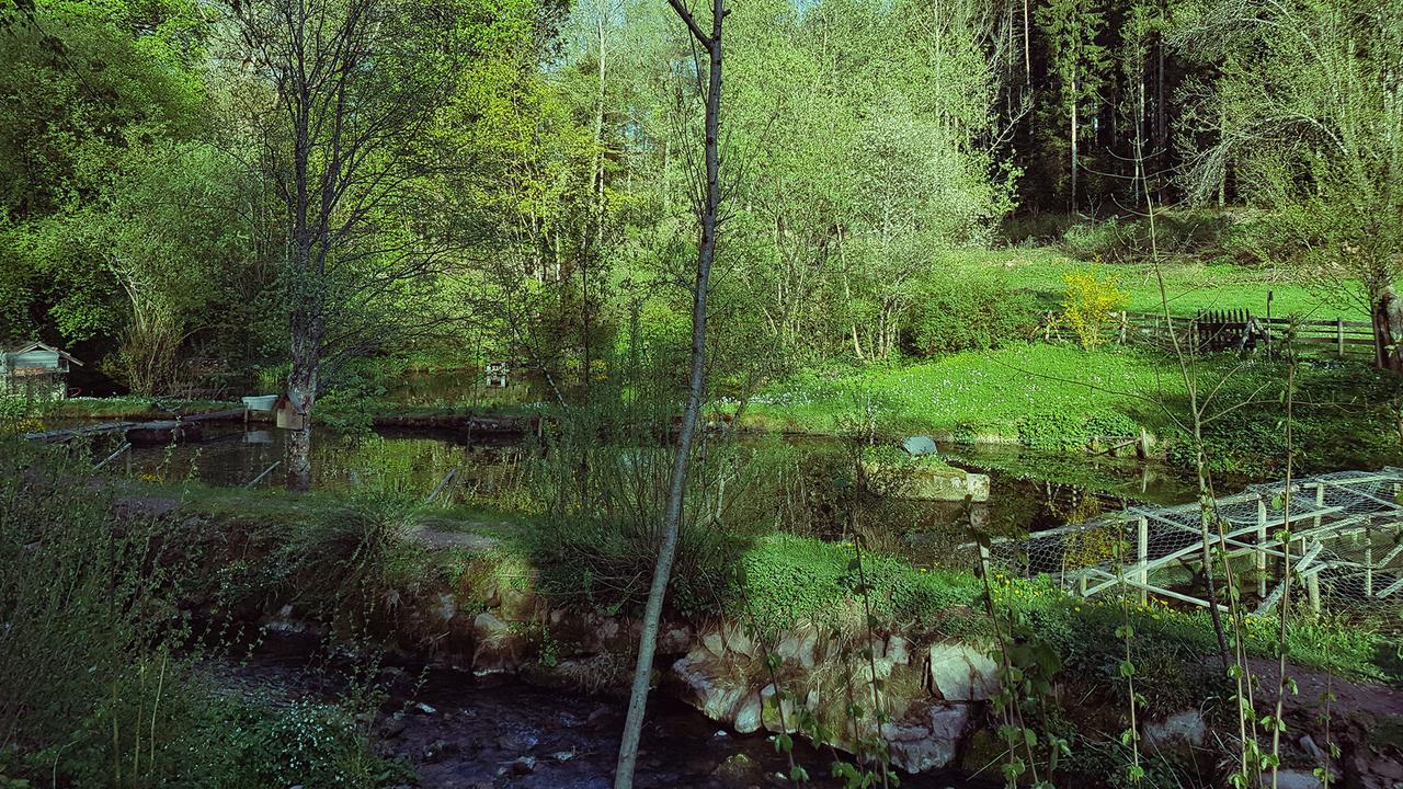 Gut Lauterbad Hotel Freudenstadt Eksteriør billede